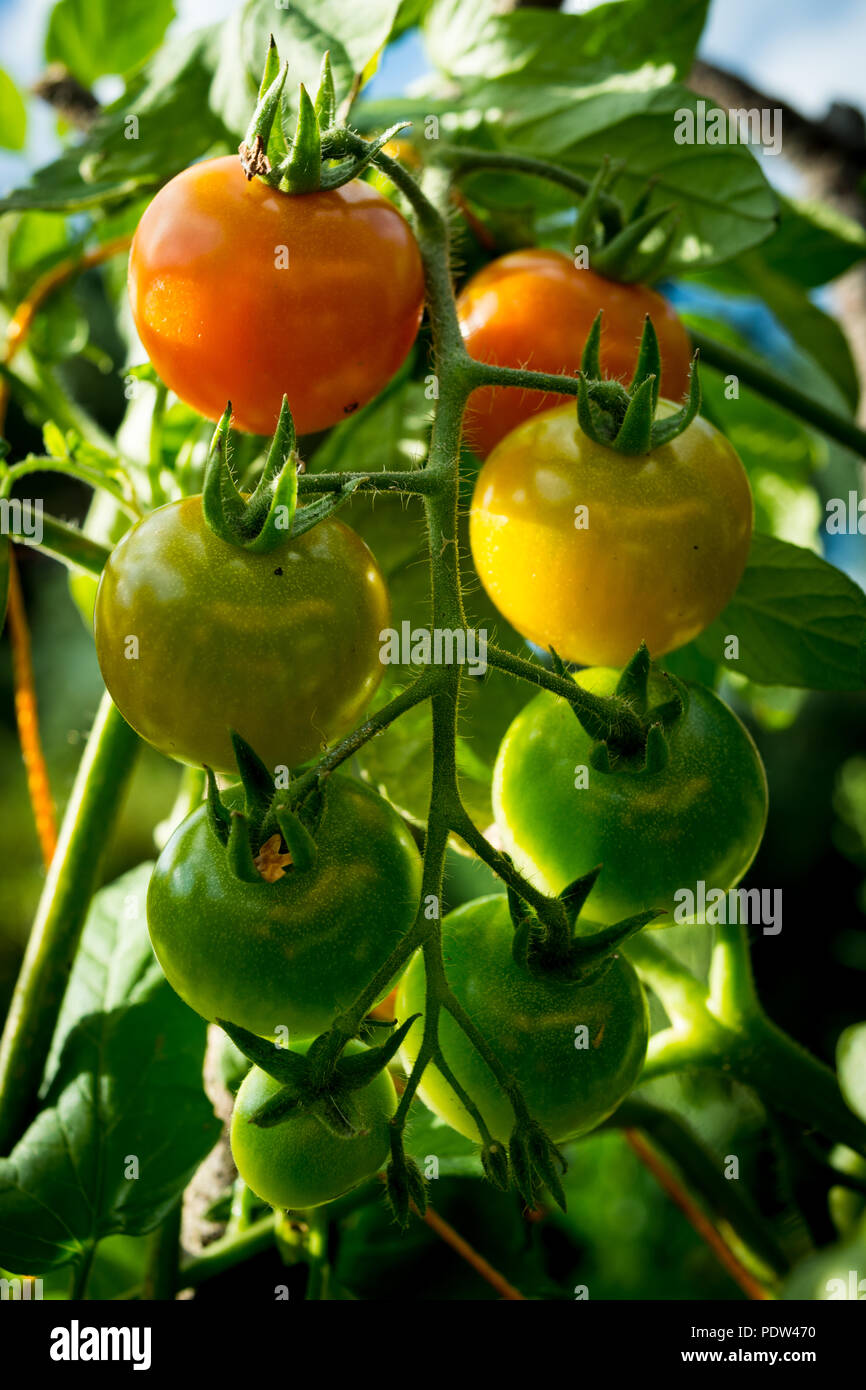 Red, yellow and green cherry tomatoes in the garden Stock Photo - Alamy