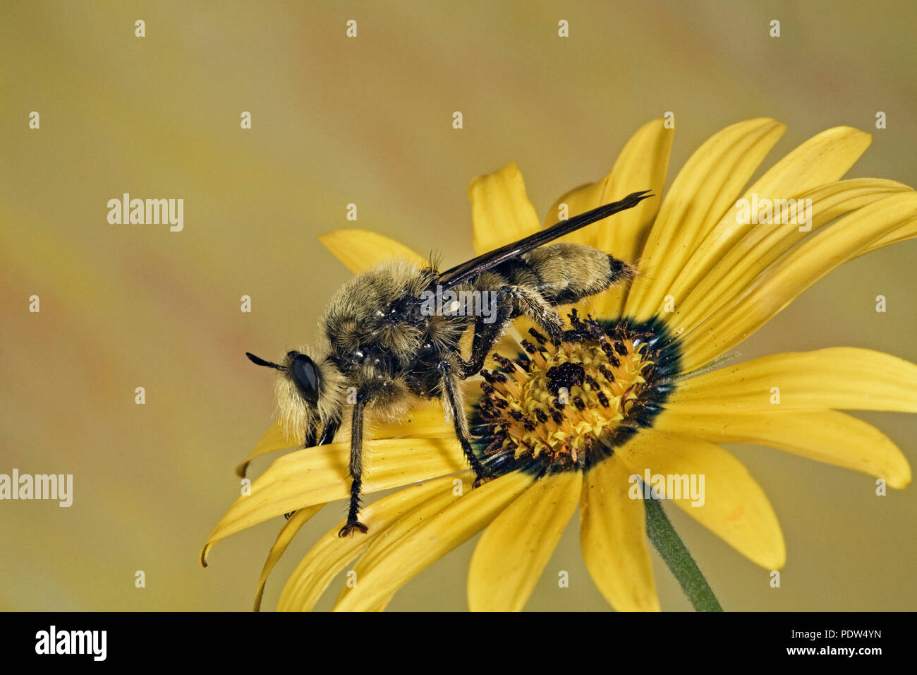 Laphria fernaldi, a species of robber fly, found mainly in the Pacific Northwest. They are carniverous, feeding on smaller insects. Stock Photo
