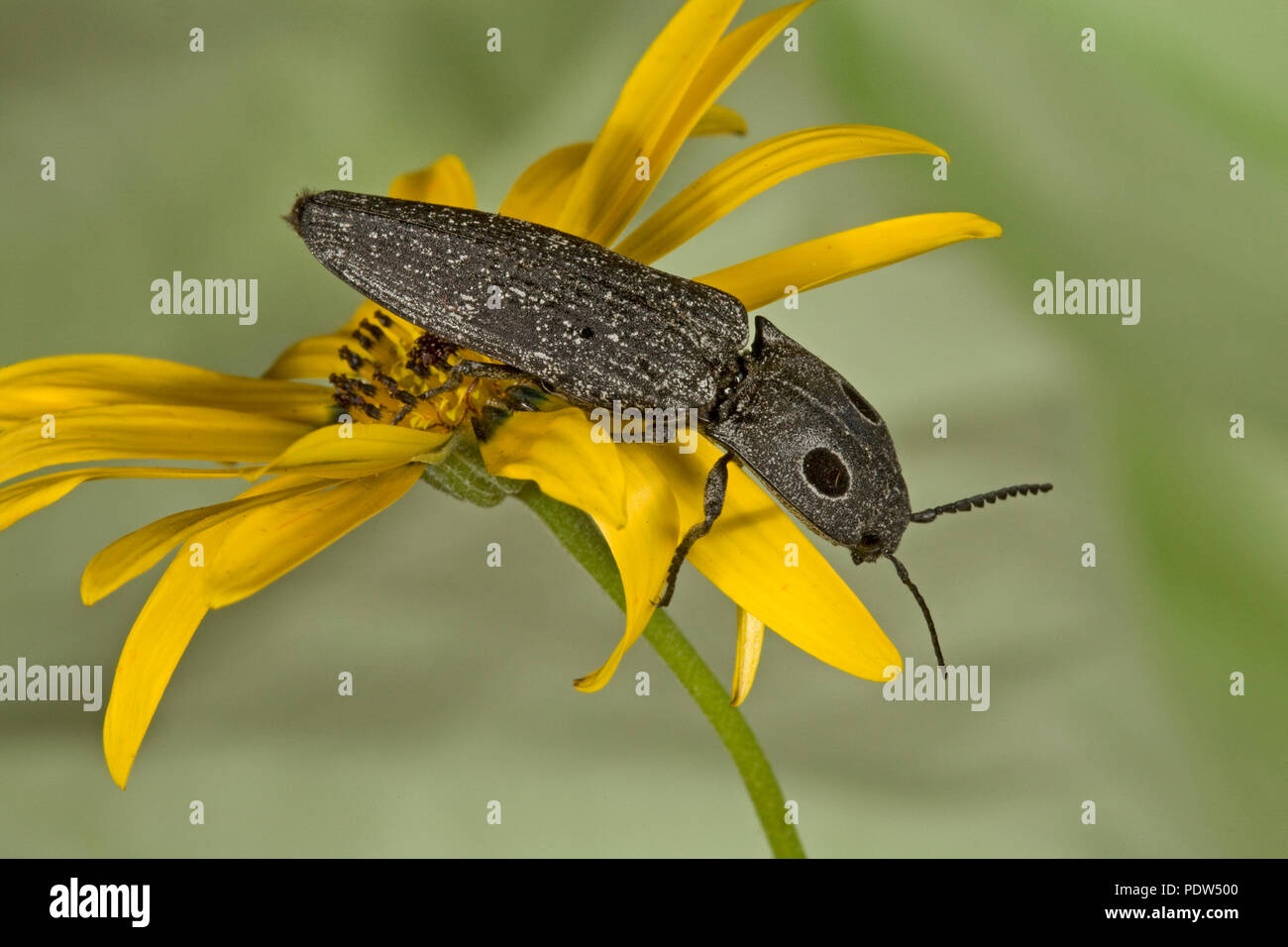Detail of a western eyed click beetle, Alaus melanops, Metolius Basin, Oregon Stock Photo