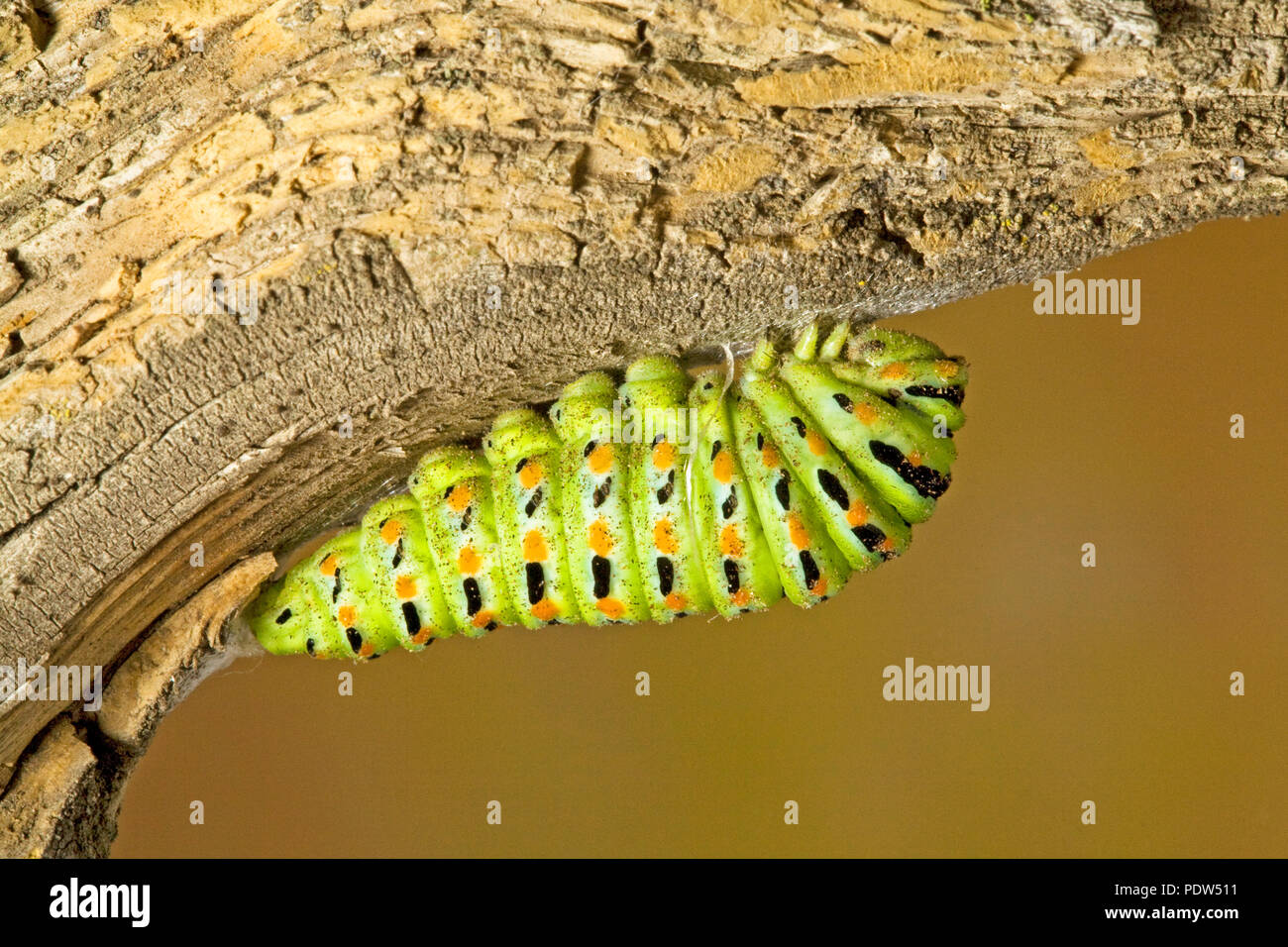 The chrysalis stage of an Anise swallowtail butterfly caterpillar, Papil, silked to a tree branch, in the Cascade Mountains of central Oregon. Stock Photo