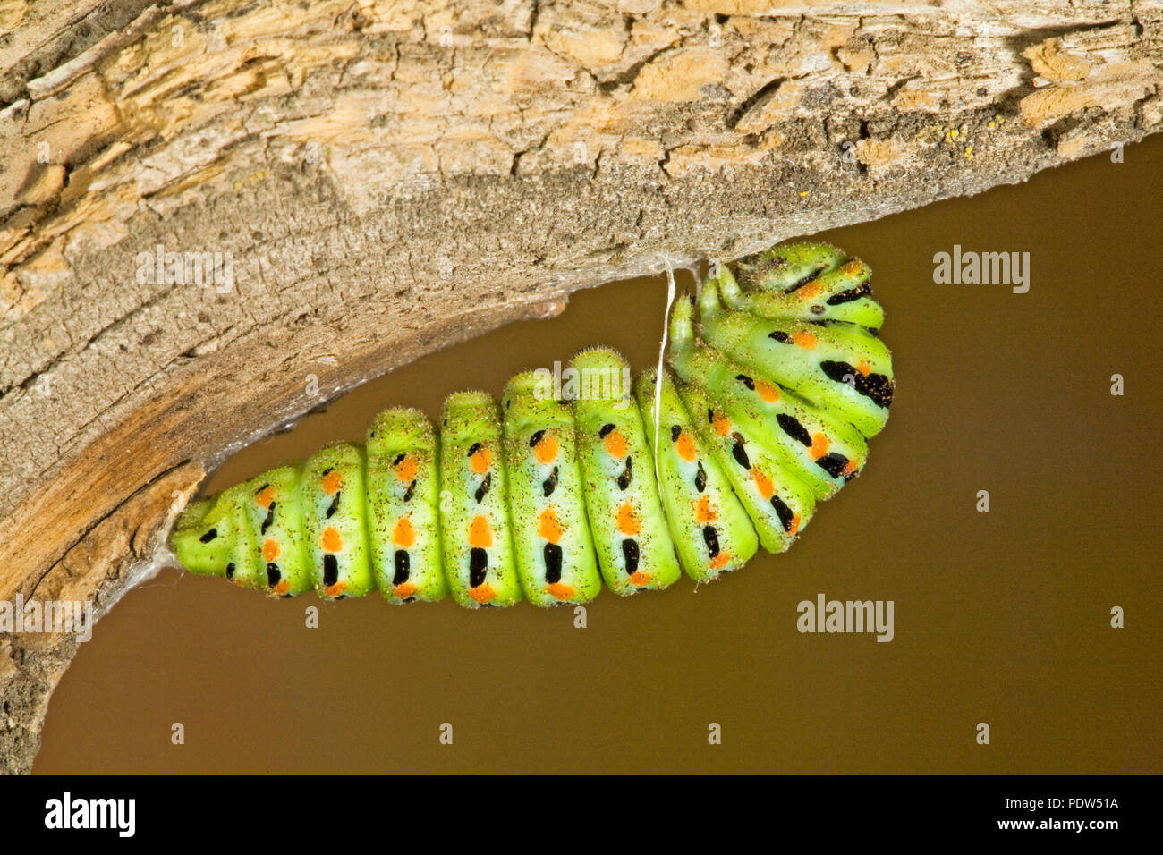 The chrysalis stage of an Anise swallowtail butterfly caterpillar, Papil, silked to a tree branch, in the Cascade Mountains of central Oregon. Stock Photo