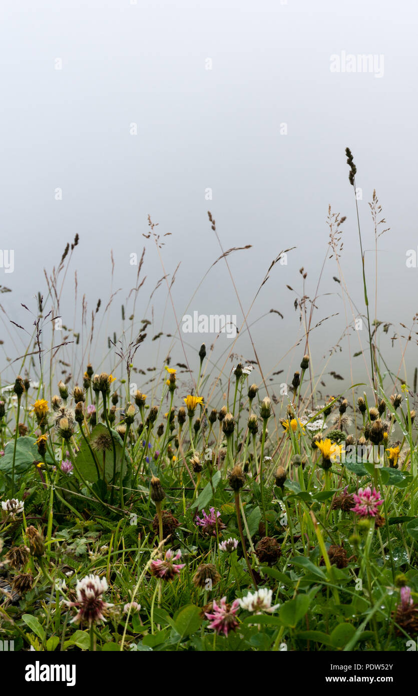 Morning over a wildflower meadow with a foggy sky background and dew on ...