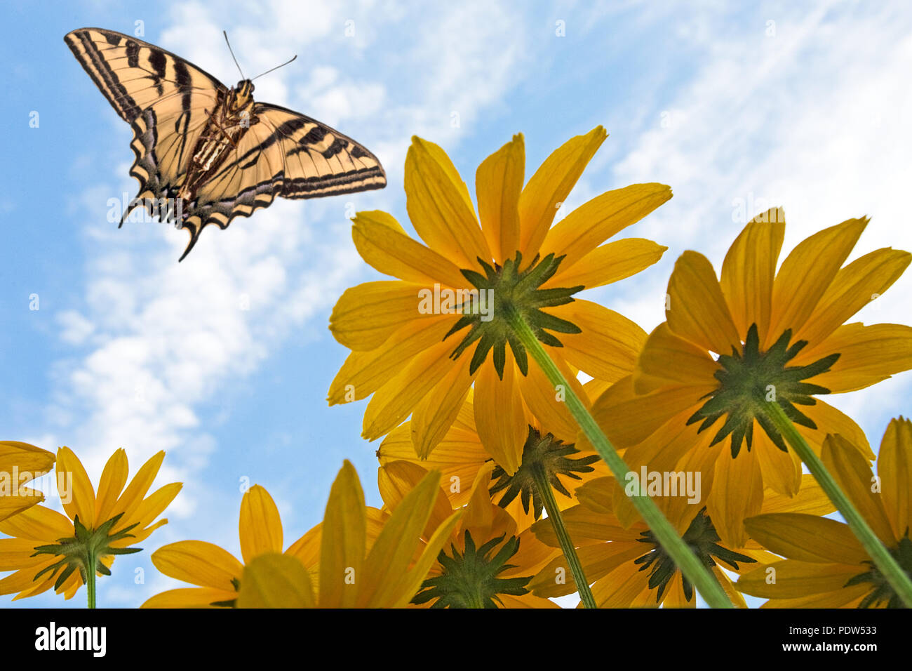 A group of black-eyed susan wildflowers grow profusely in the hot summer sun as a pale swallowtail butterfly hovers overhead. Stock Photo