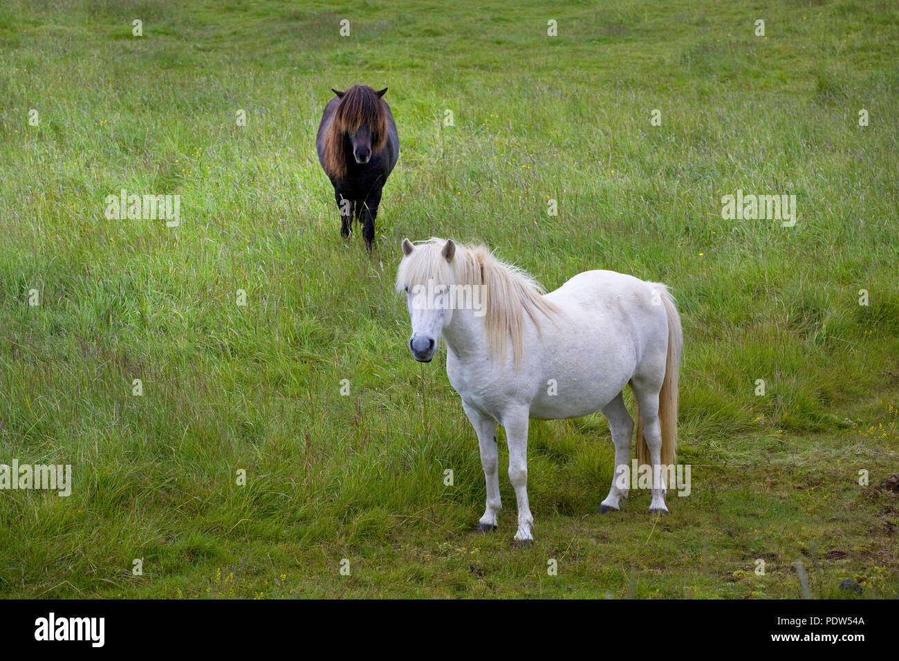 Two Icelandic Horses in a meadow on the Reykjanes Peninsula in western Iceland. The ancestors of these horses came to Iceland with the Vikings. Stock Photo