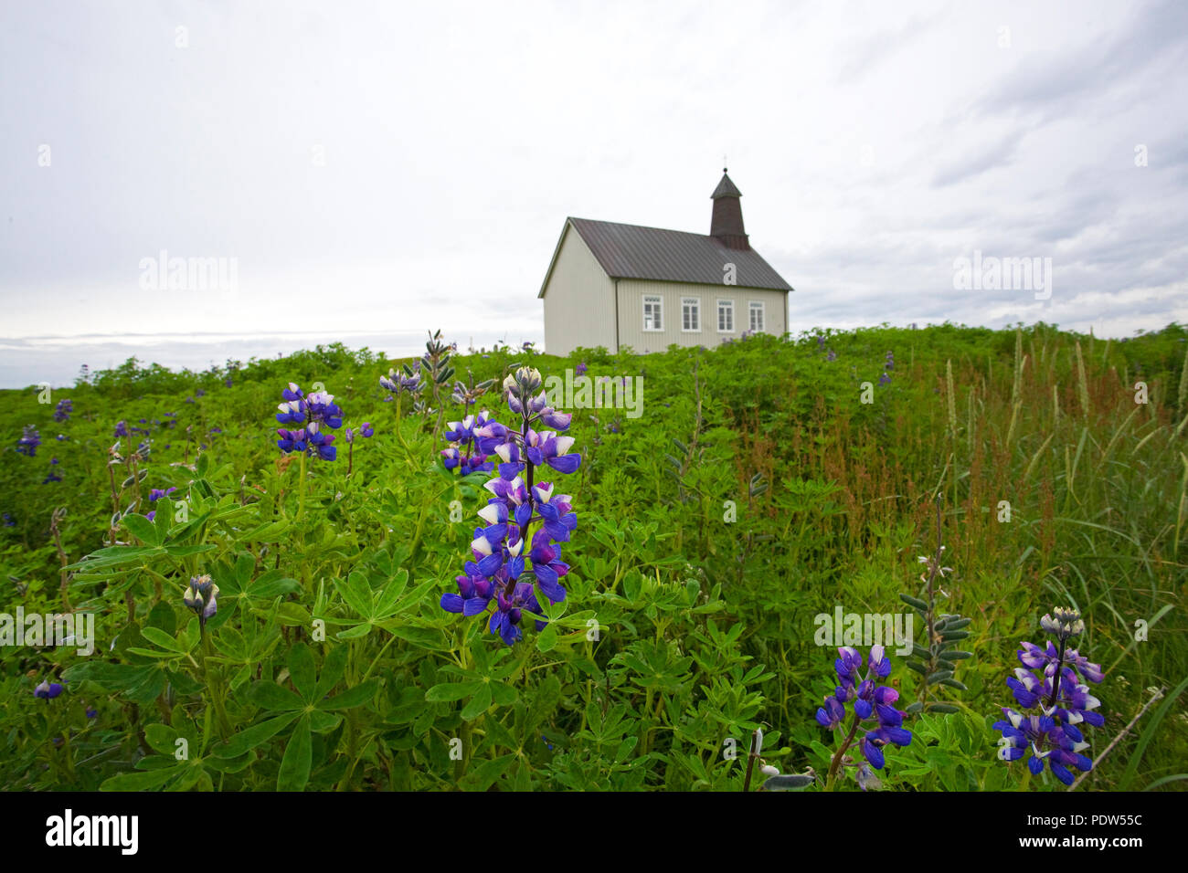 Lupins bloom around the Strandarkirkja Lutheran Church near the village of Selvogur on the southern Coast of Iceland. Stock Photo