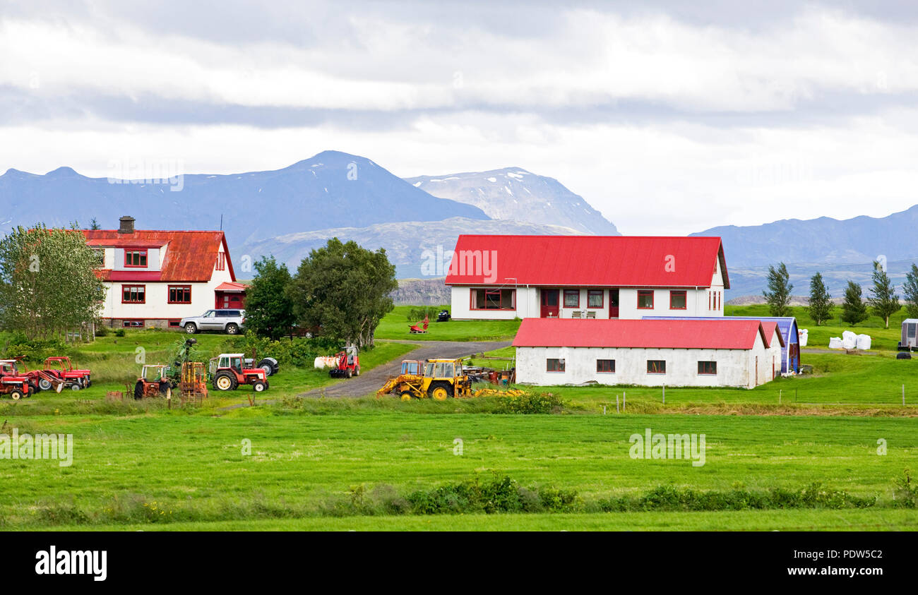 A typical redroofed Icelandic farm in a green meadow in south Iceland. Sheep, alfalfa