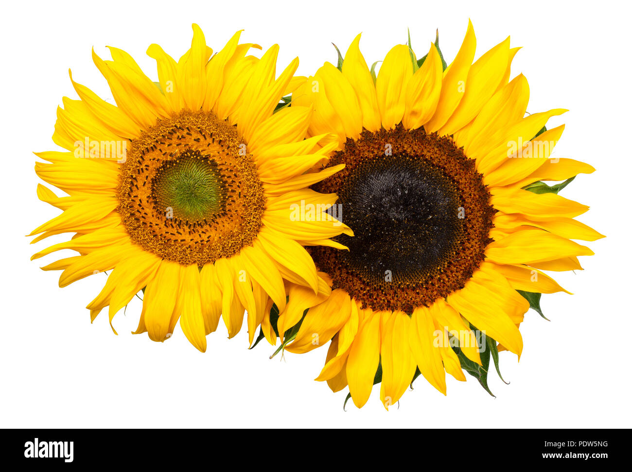 Sunflowers isolated on white background. Top view Stock Photo