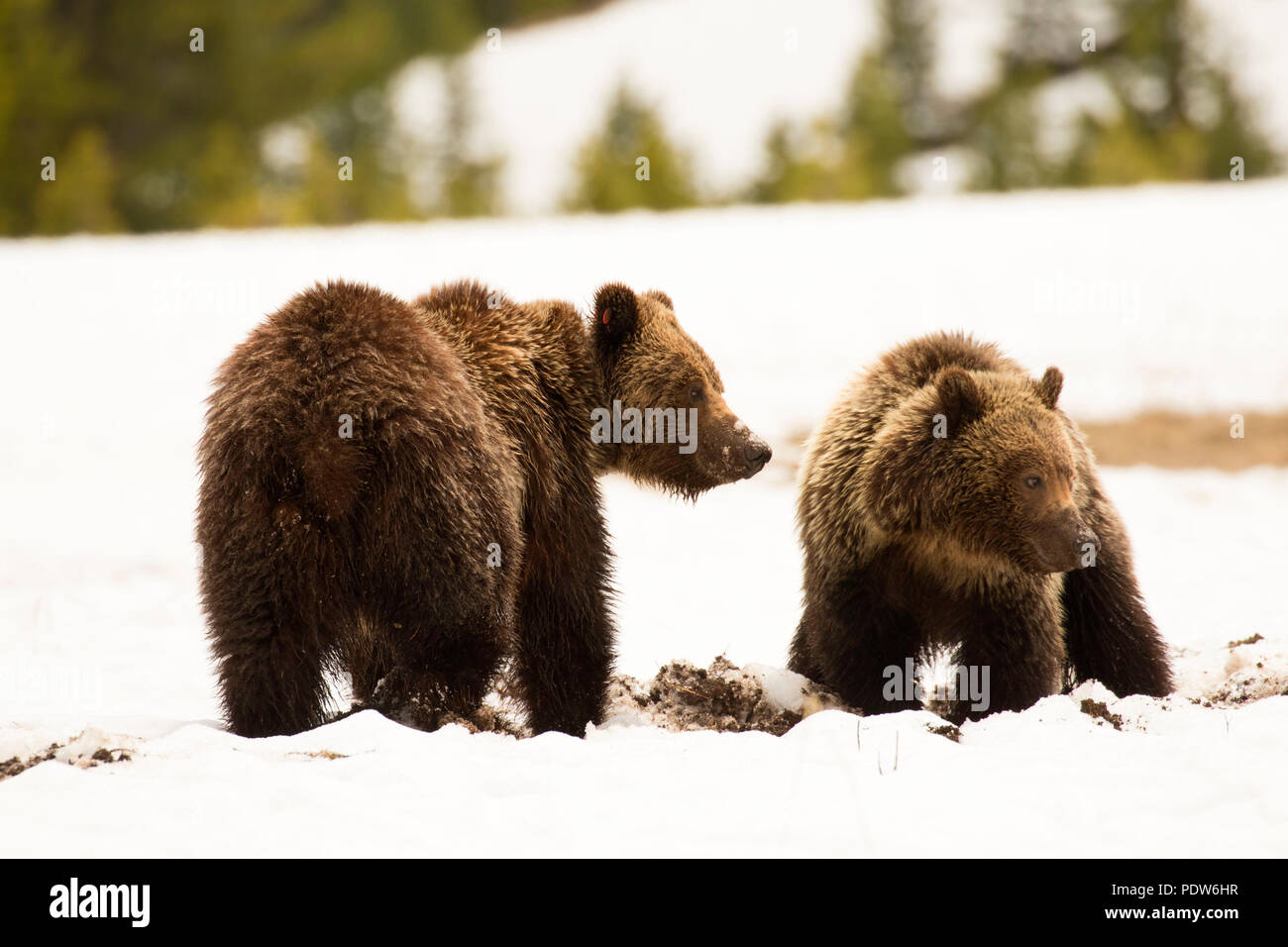 Grizzly bear, Yellowstone National Park, Wyoming Stock Photo - Alamy