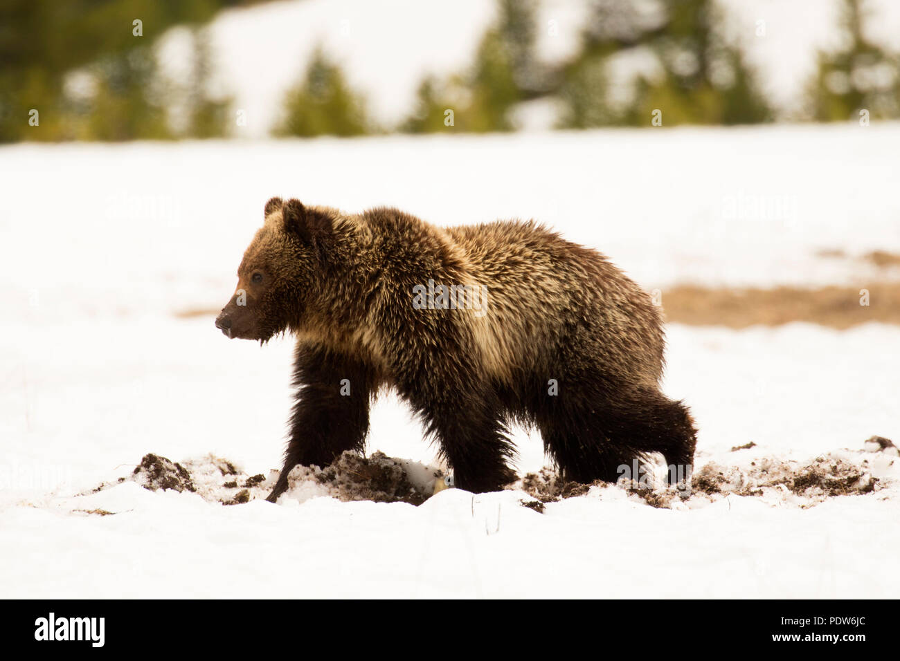 Grizzly bear, Yellowstone National Park, Wyoming Stock Photo Alamy