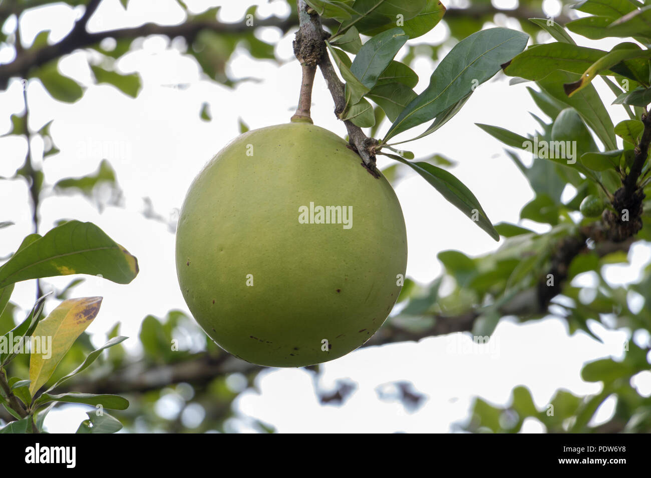 A fruits grow on suicide tree. Stock Photo