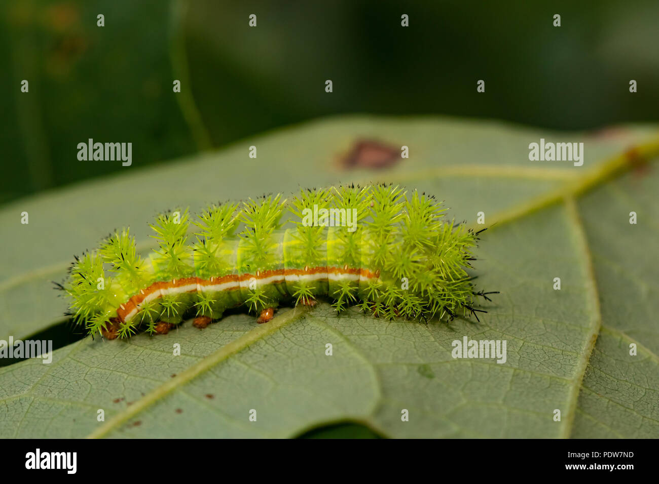 Venomous IO moth caterpillar - Automeris io Stock Photo - Alamy