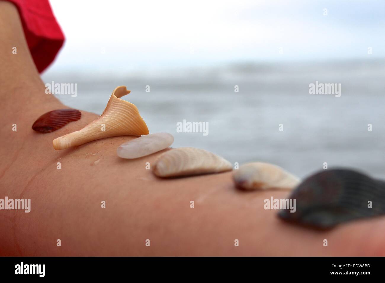 Collecting seashells on Carolina Beach, North Carolina Stock Photo