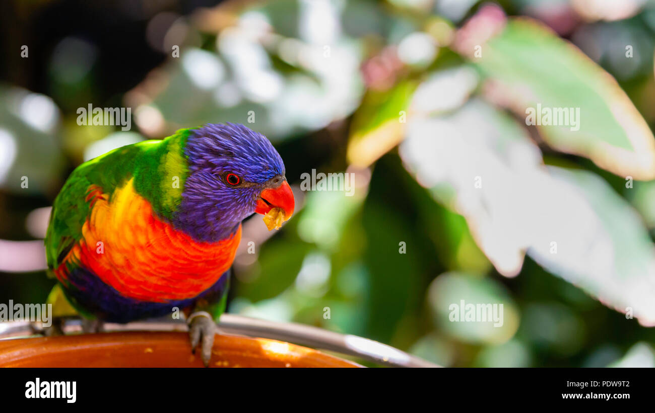 Rainbow lorikeet parrot is eating something from feeder. Stock Photo