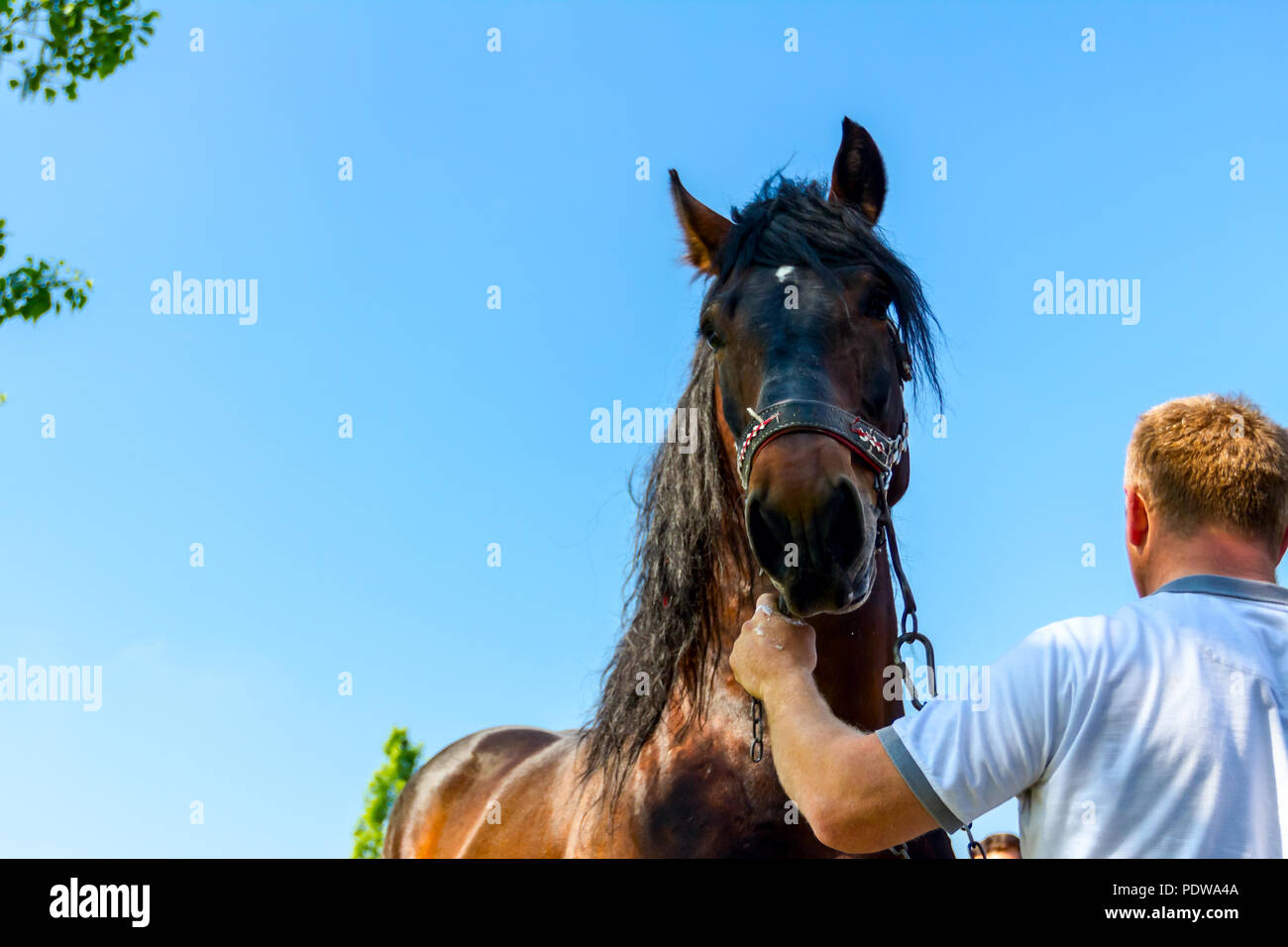 Hold The Reins High Resolution Stock Photography and Images Alamy