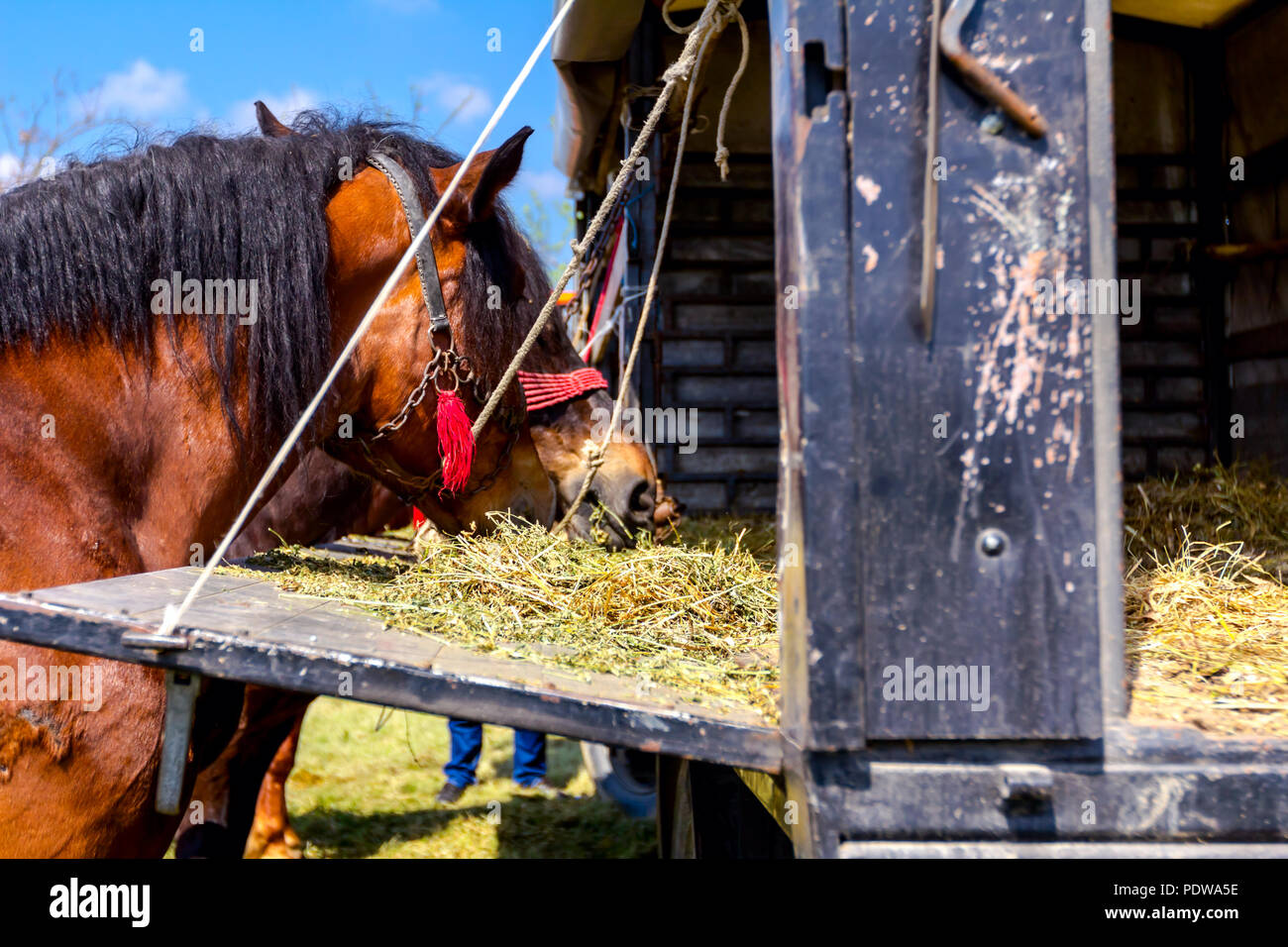 Brown thoroughbred horses are tied with reins and they are eating fresh hay from truck trailer. Stock Photo