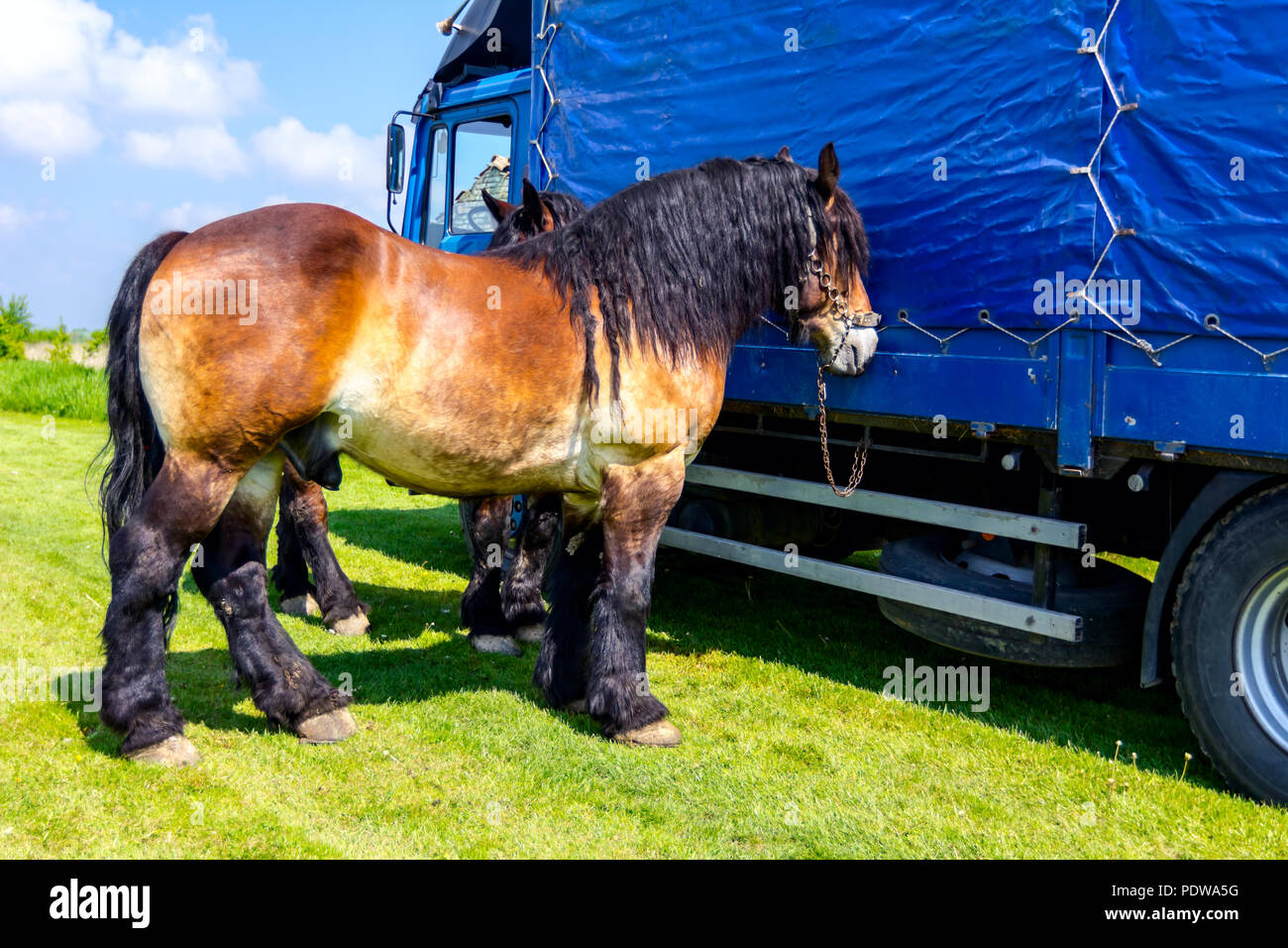 Colorful thoroughbred horse is tied to the truck with his reins, harness. Stock Photo
