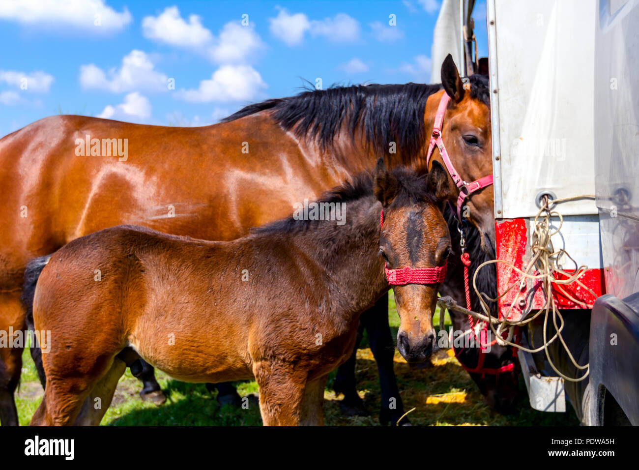Brown thoroughbred mare and foal, horses are tied to the truck with reins, harness. Stock Photo