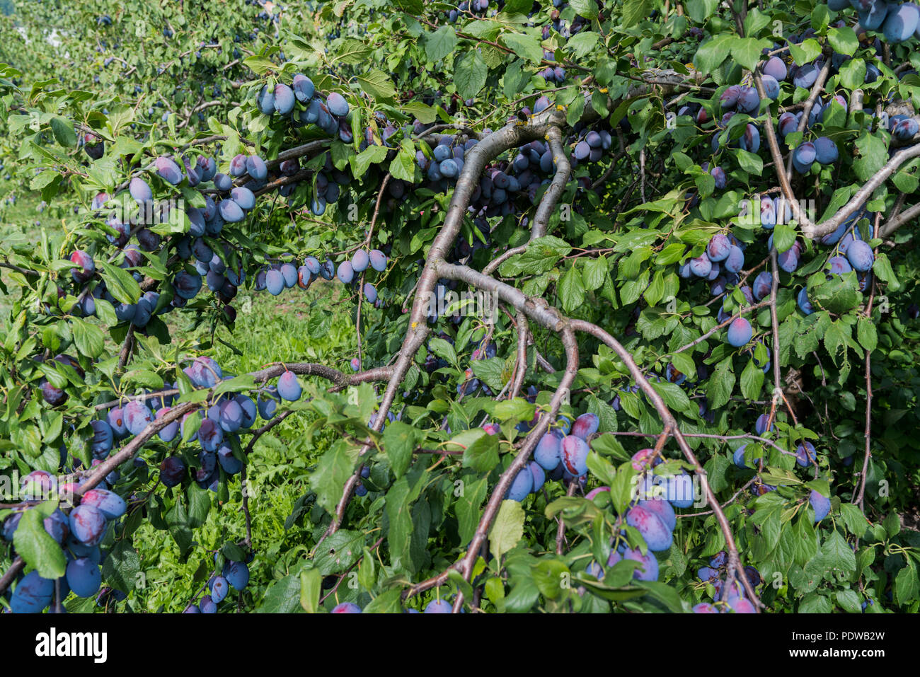 juicy ripe plums growing fast on trees in an orchard Stock Photo Alamy