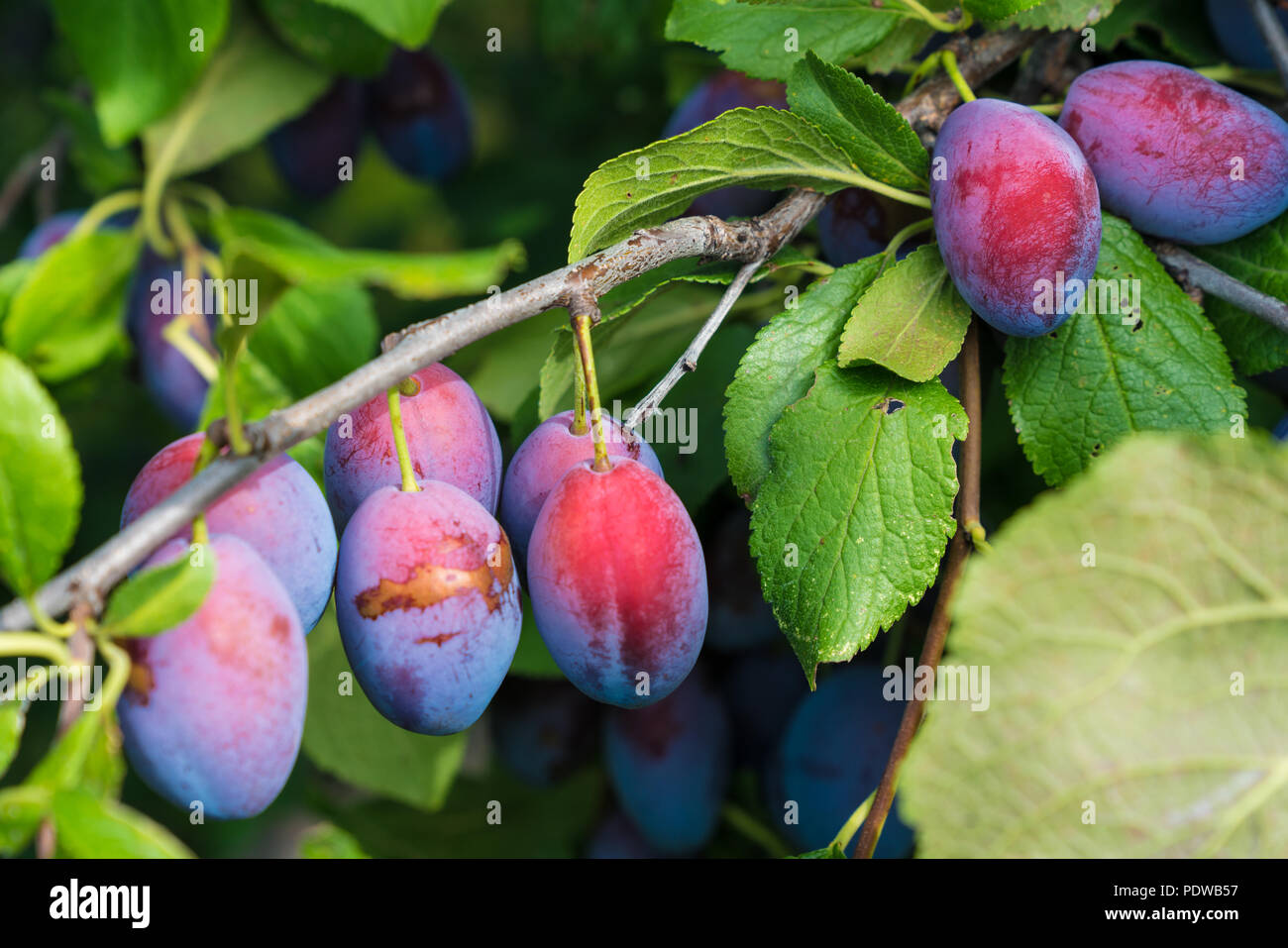 juicy ripe plums growing fast on trees in an orchard Stock Photo Alamy