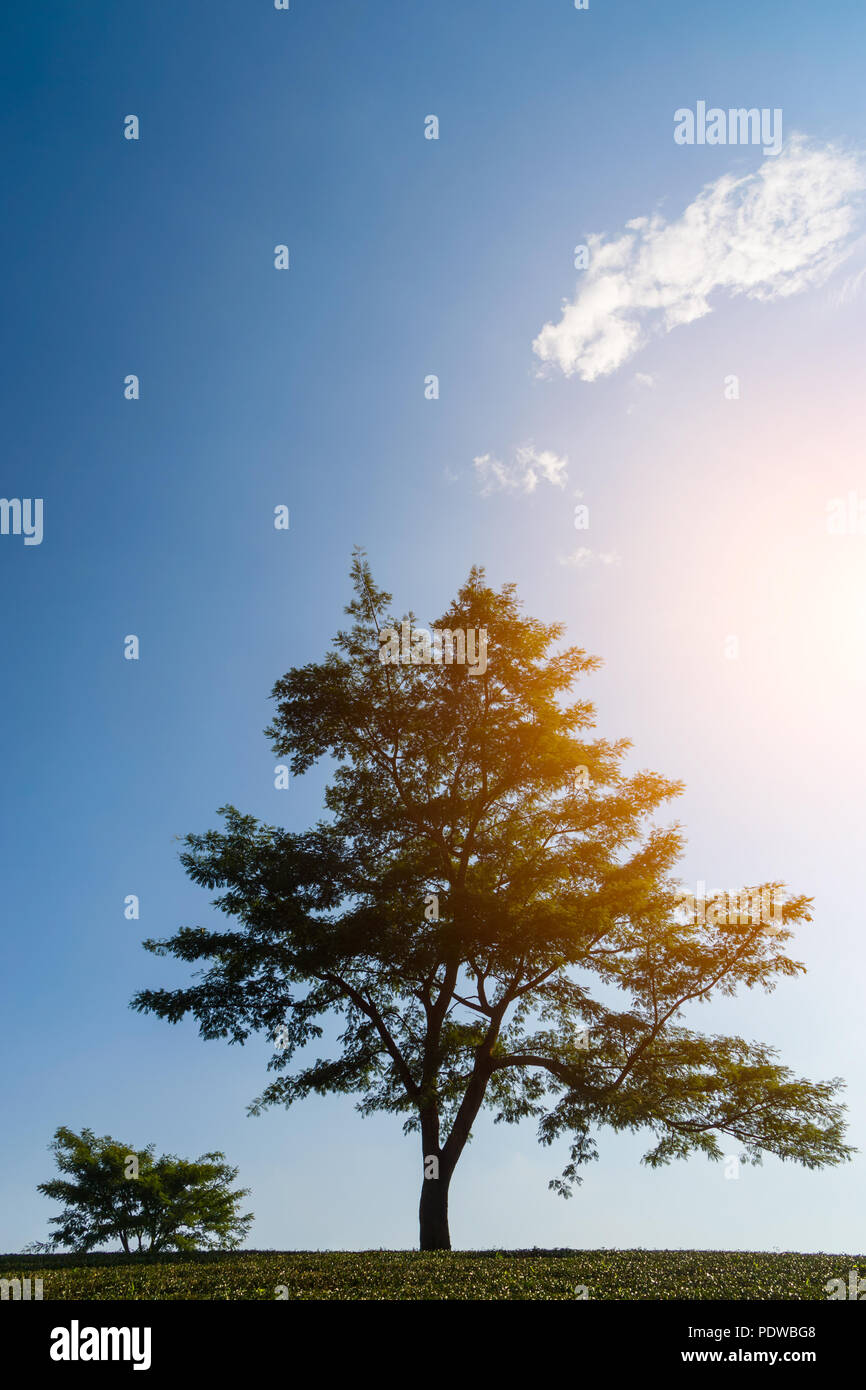 Single tree over blue sky with warm sunrise Stock Photo - Alamy