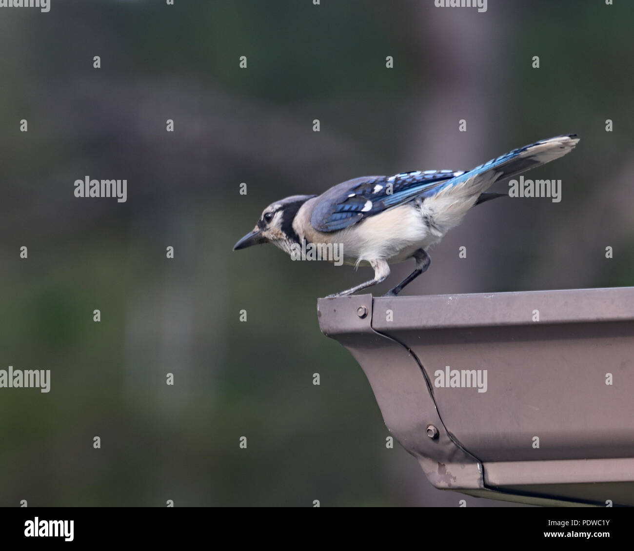 Blue jay looking down from a perch on a gutter Stock Photo