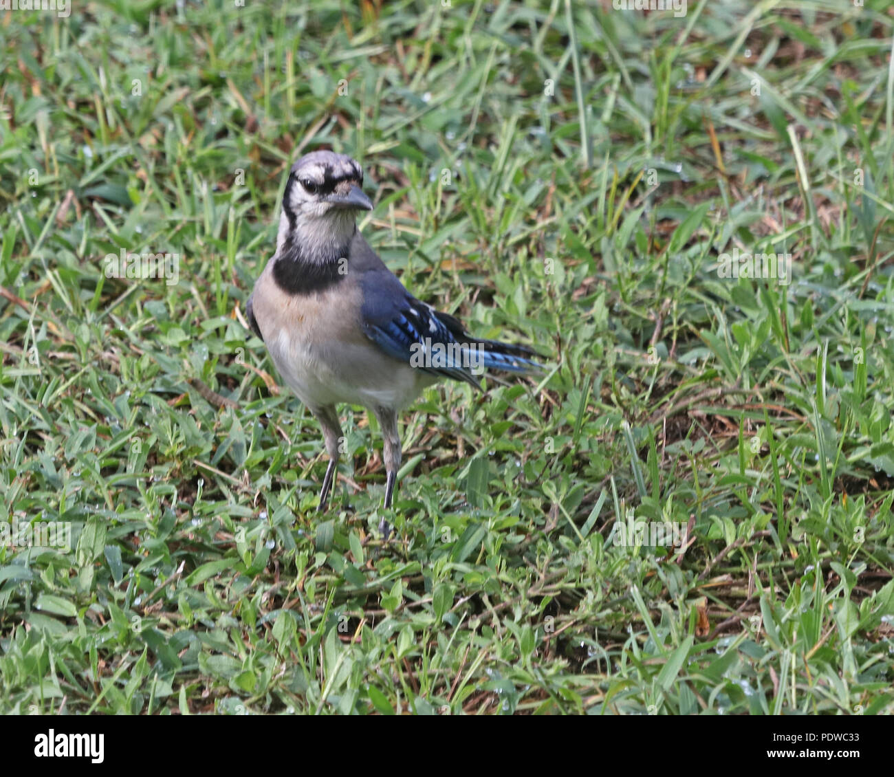 Smaller sized Blue jay standing on grass lawn Stock Photo