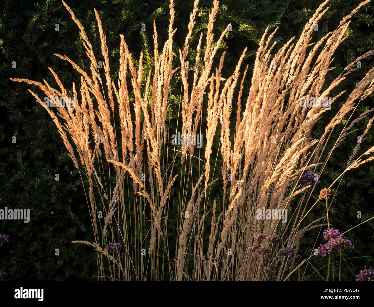 Architectural planting of grasses and drought resistant plants Stock Photo