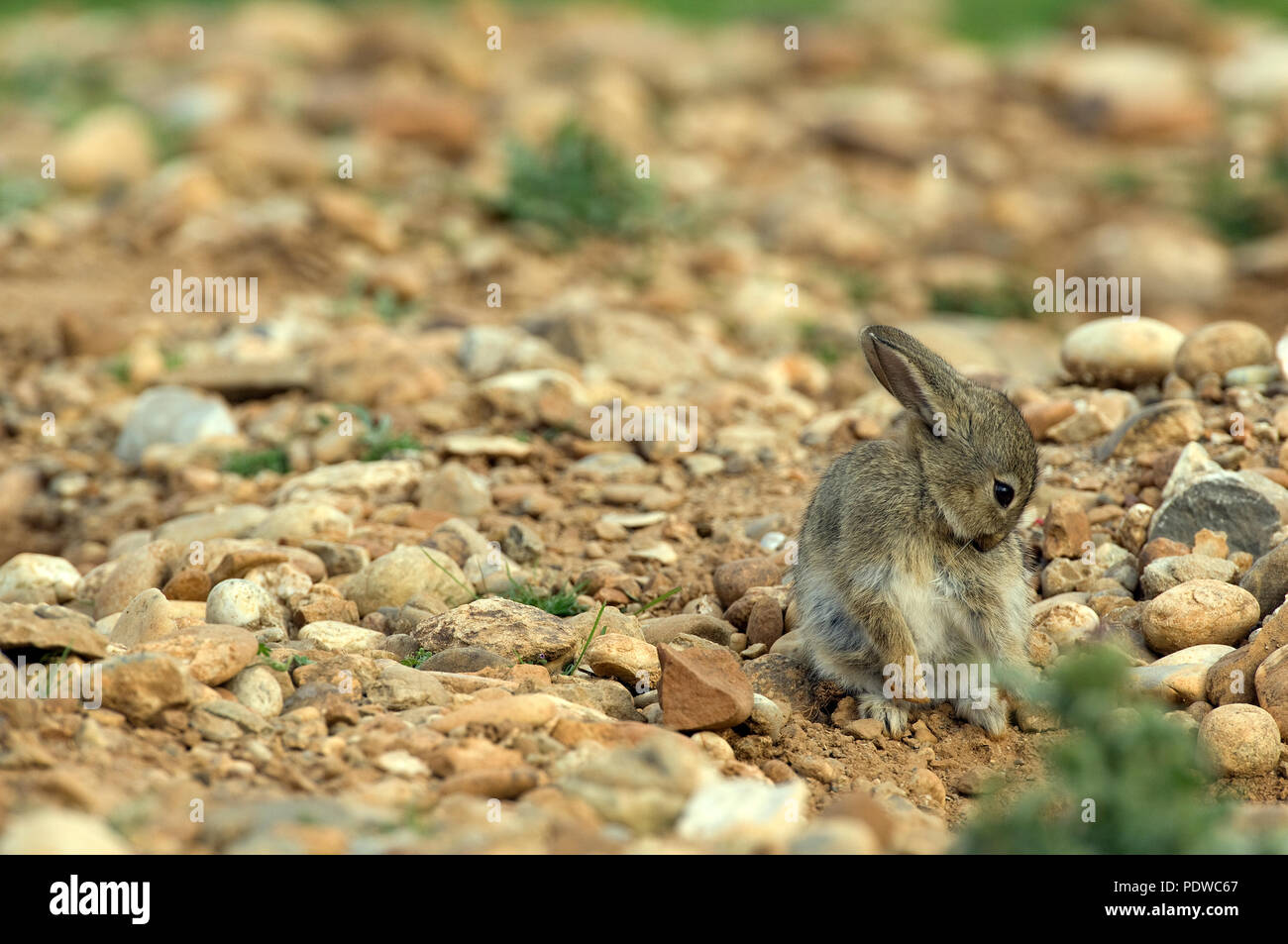 Rabbit toilet hi-res stock photography and images - Alamy
