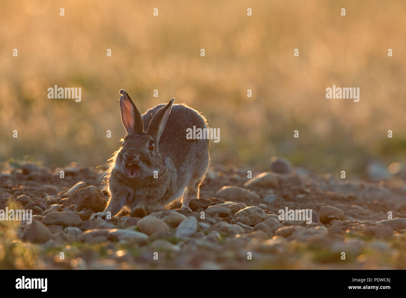 European rabbit - yawning - Oryctolagus cuninculus Lapin de garenne - baillement Stock Photo