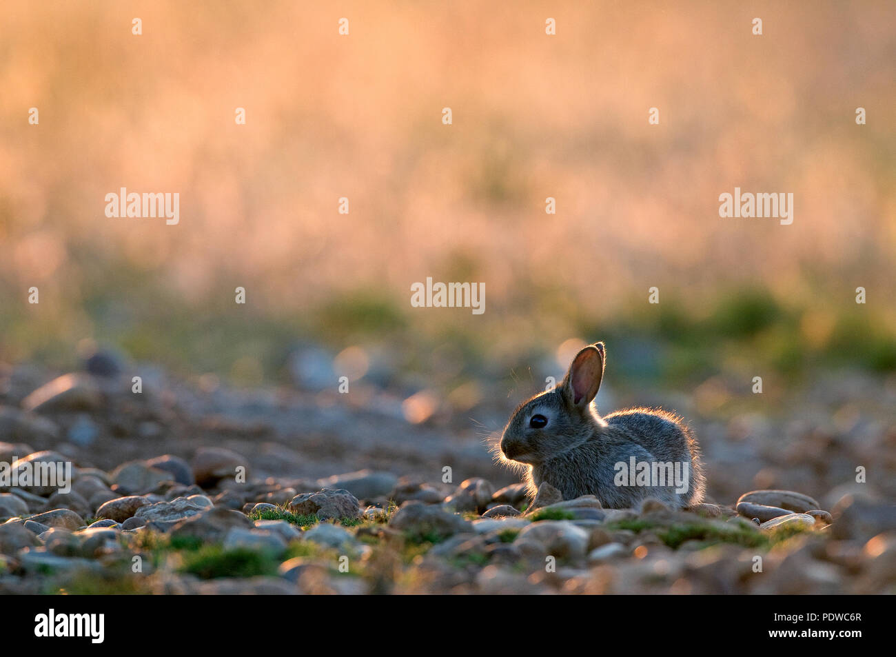 European rabbit - young - Oryctolagus cuninculus Lapin de garenne - lapereau Stock Photo