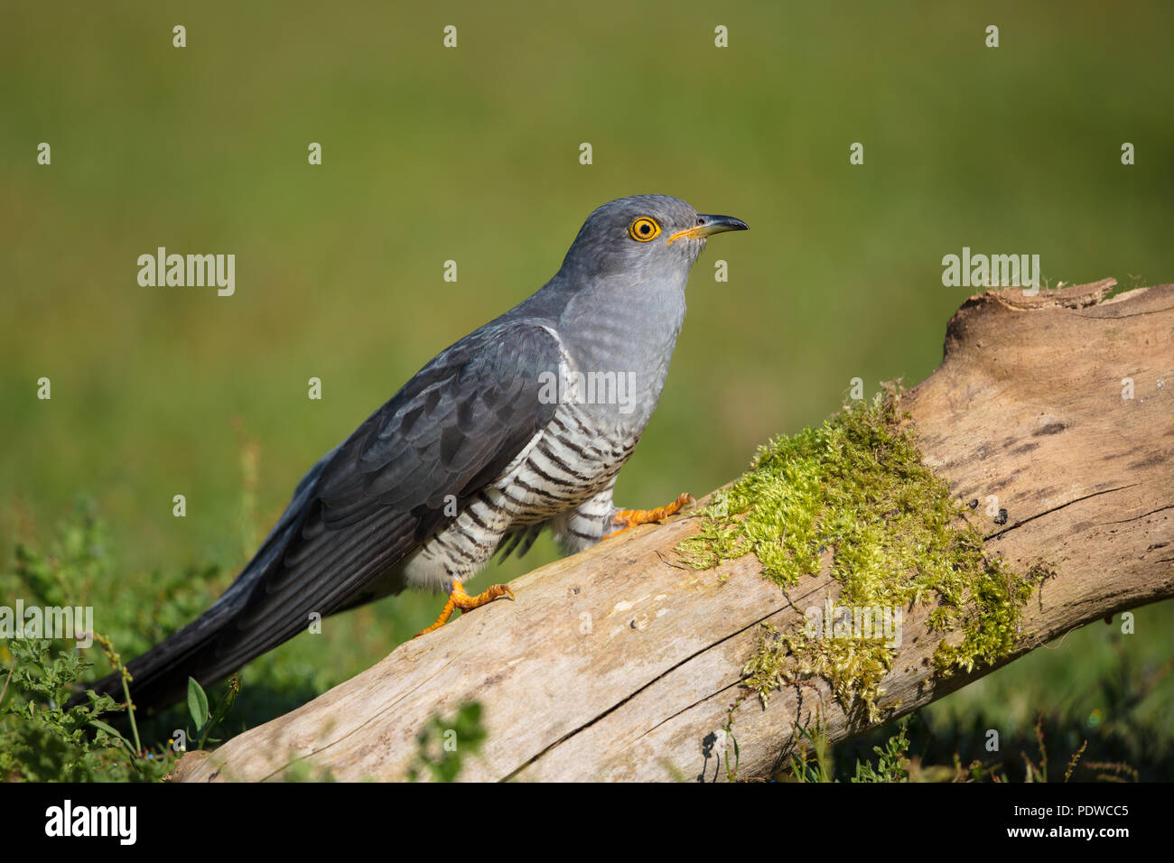 Wooden cuckoo hi-res stock photography and images - Alamy