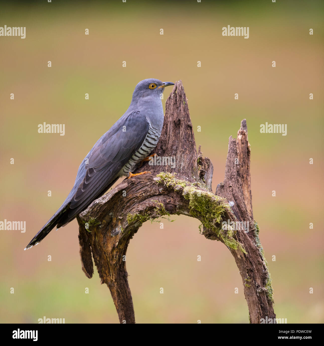 Cuckoo perching on some fallen wood Stock Photo