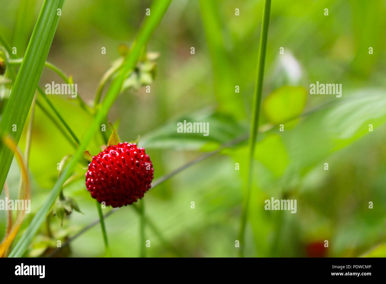 Berry, Berry, Lady Stock Photo Alamy