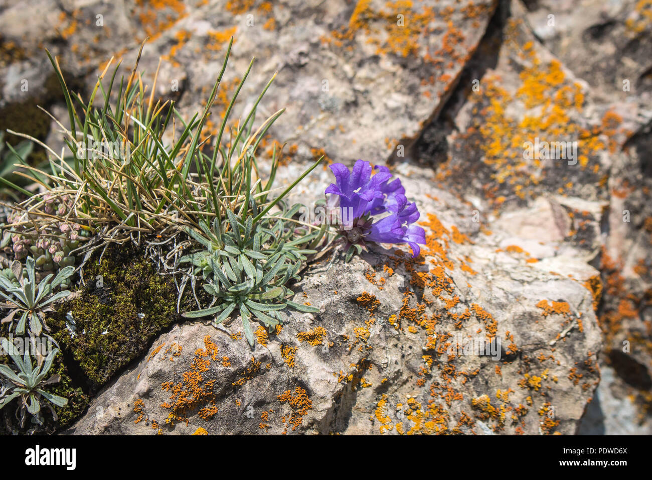 Violet flowers of Edraianthus at the Sharr mountains ridge in Kosovo, Serbia Stock Photo