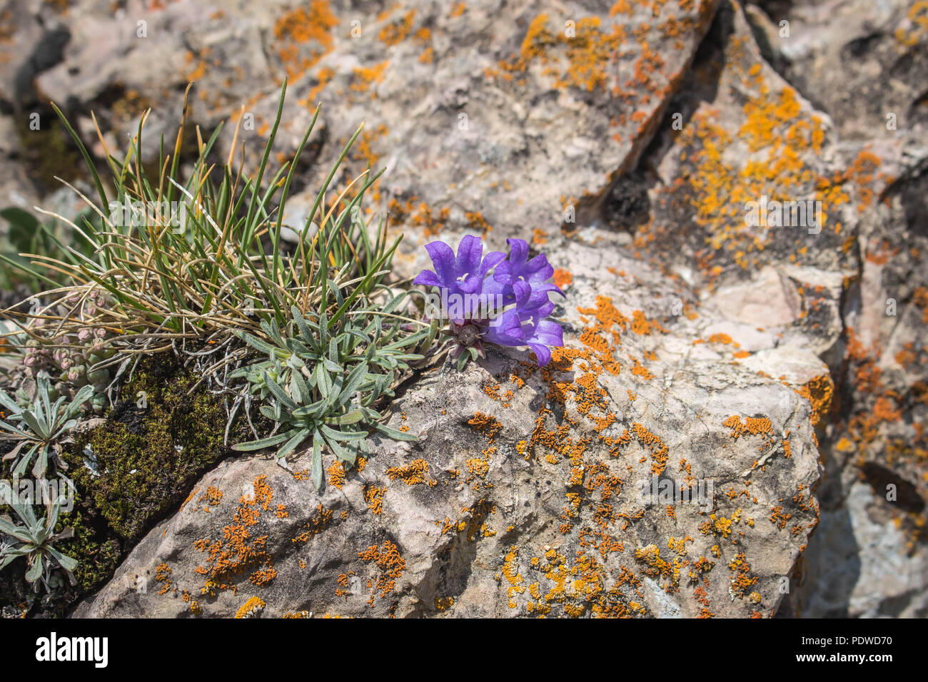 Violet flowers of Edraianthus at the Sharr mountains ridge in Kosovo, Serbia Stock Photo