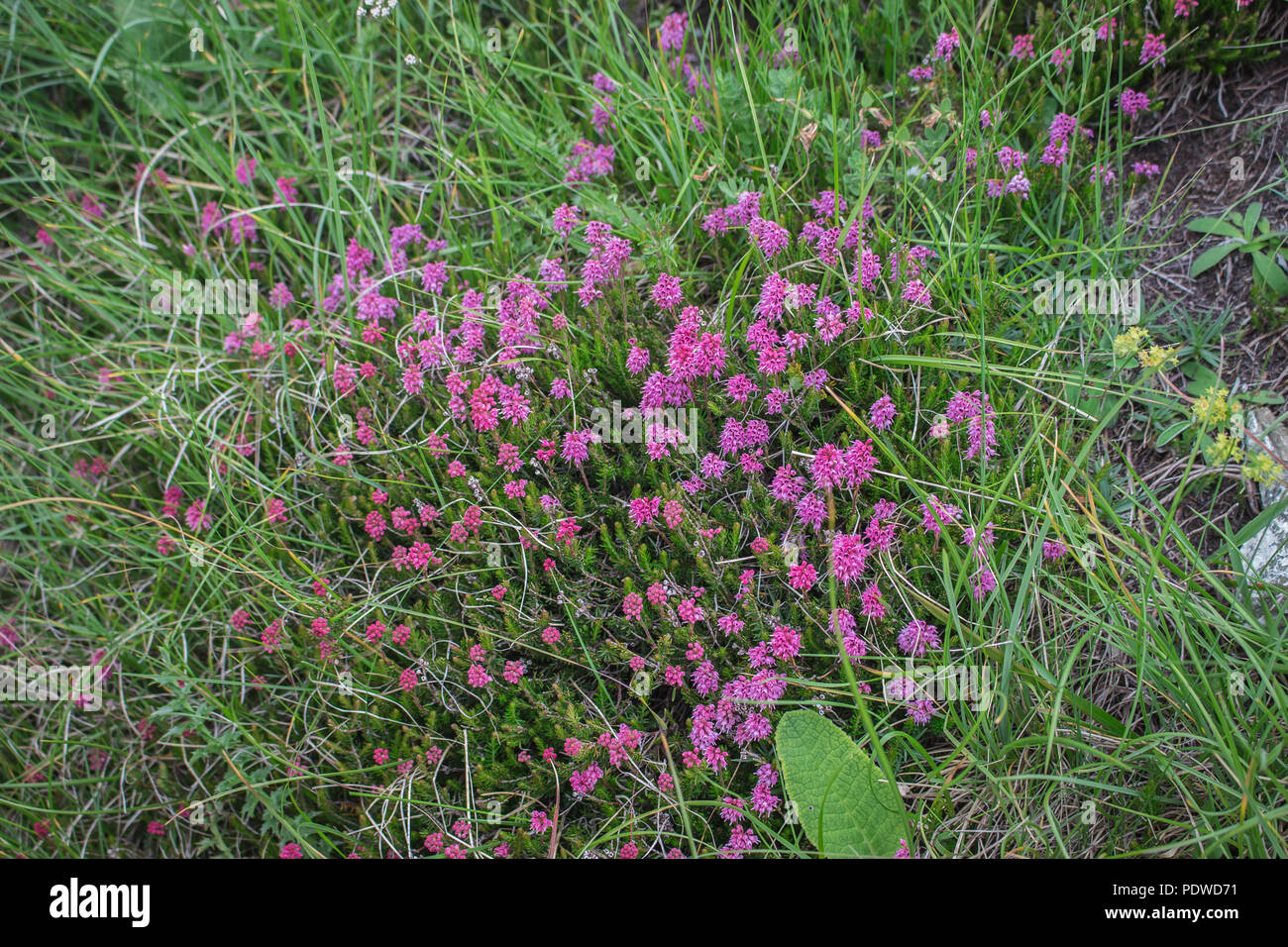 Pink flowers of spike heath / Bruckenthalia spiculifolia Stock Photo