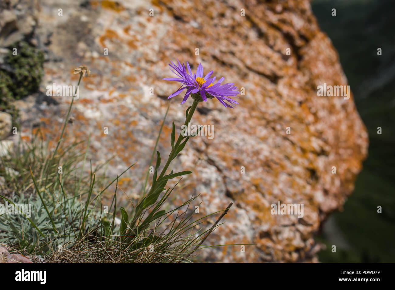 Single violet flower of perennial forb / Aster alpinus on the Sharr