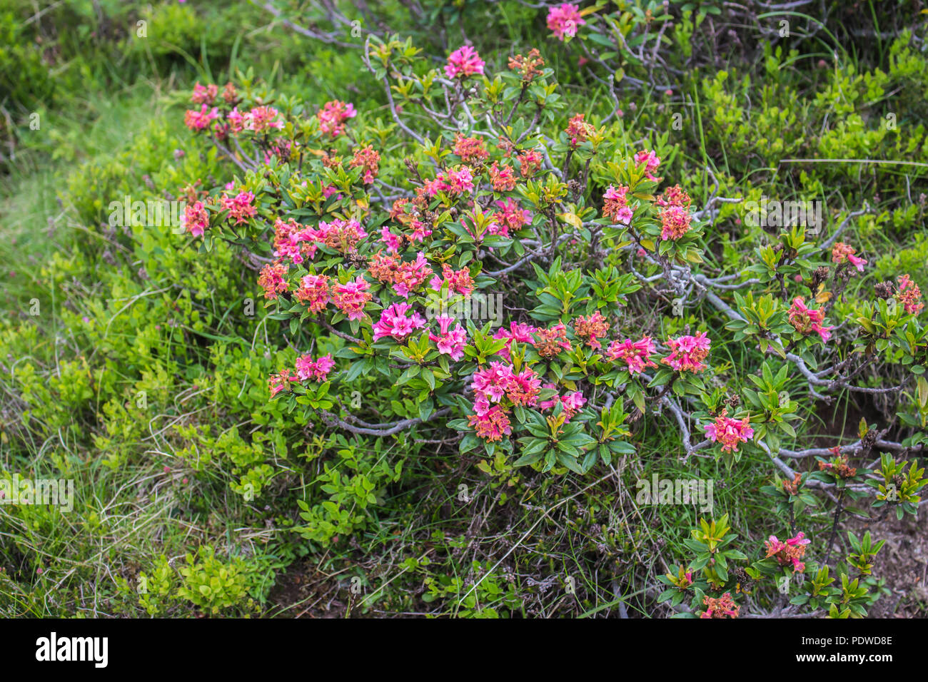 Rhododendron ferrugienum / alpenrose on the Sharr mountain, Piribeg summit on Kosovo Stock Photo