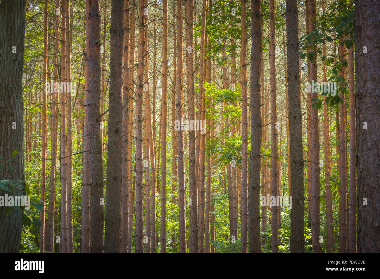 Horixonally Horizontally growing tree trunks in a forest Stock Photo - Alamy
