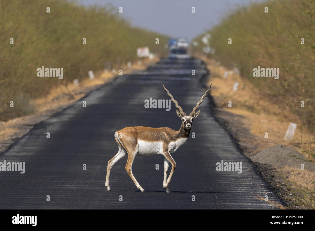 Blackbuck (Antilope cervicapra) crossing road Stock Photo