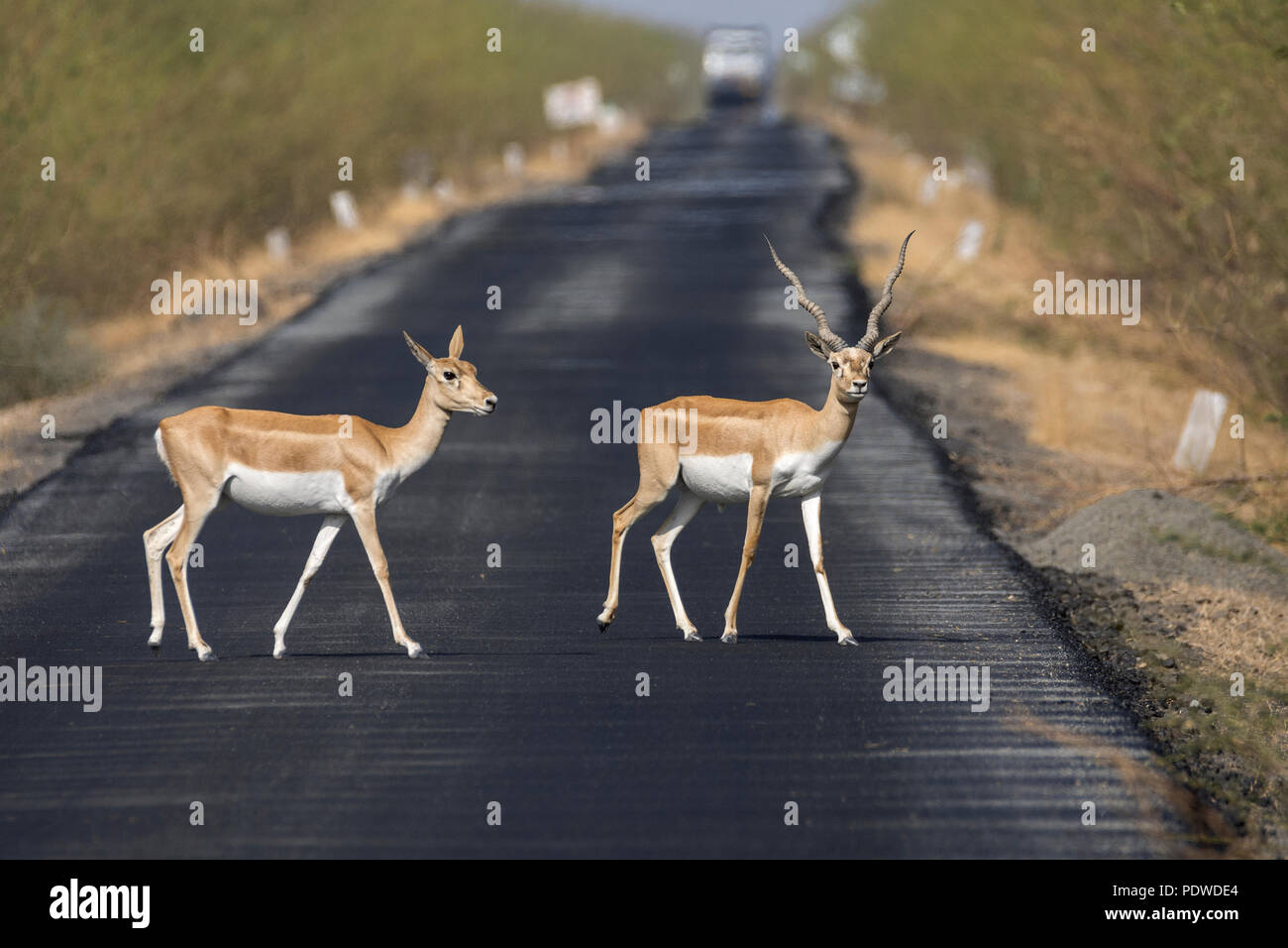 Blackbucks (Antilope cervicapra) crossing road Stock Photo