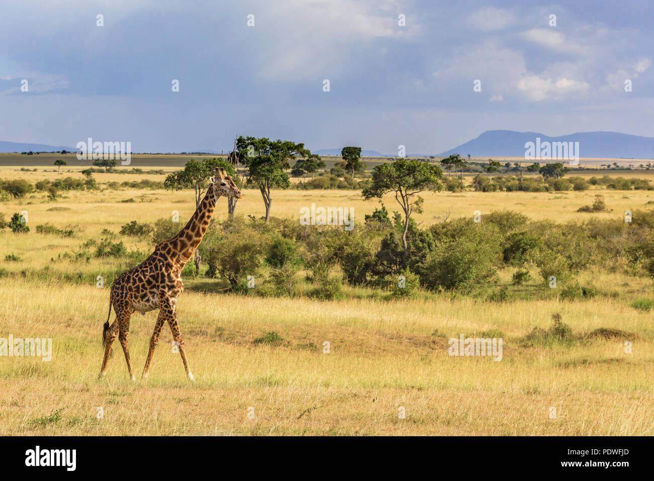 Savannah grassland terrain hi-res stock photography and images - Alamy