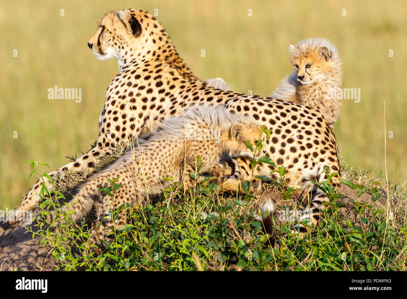 Cheetah with cubs lying on the savannah and watching Stock Photo