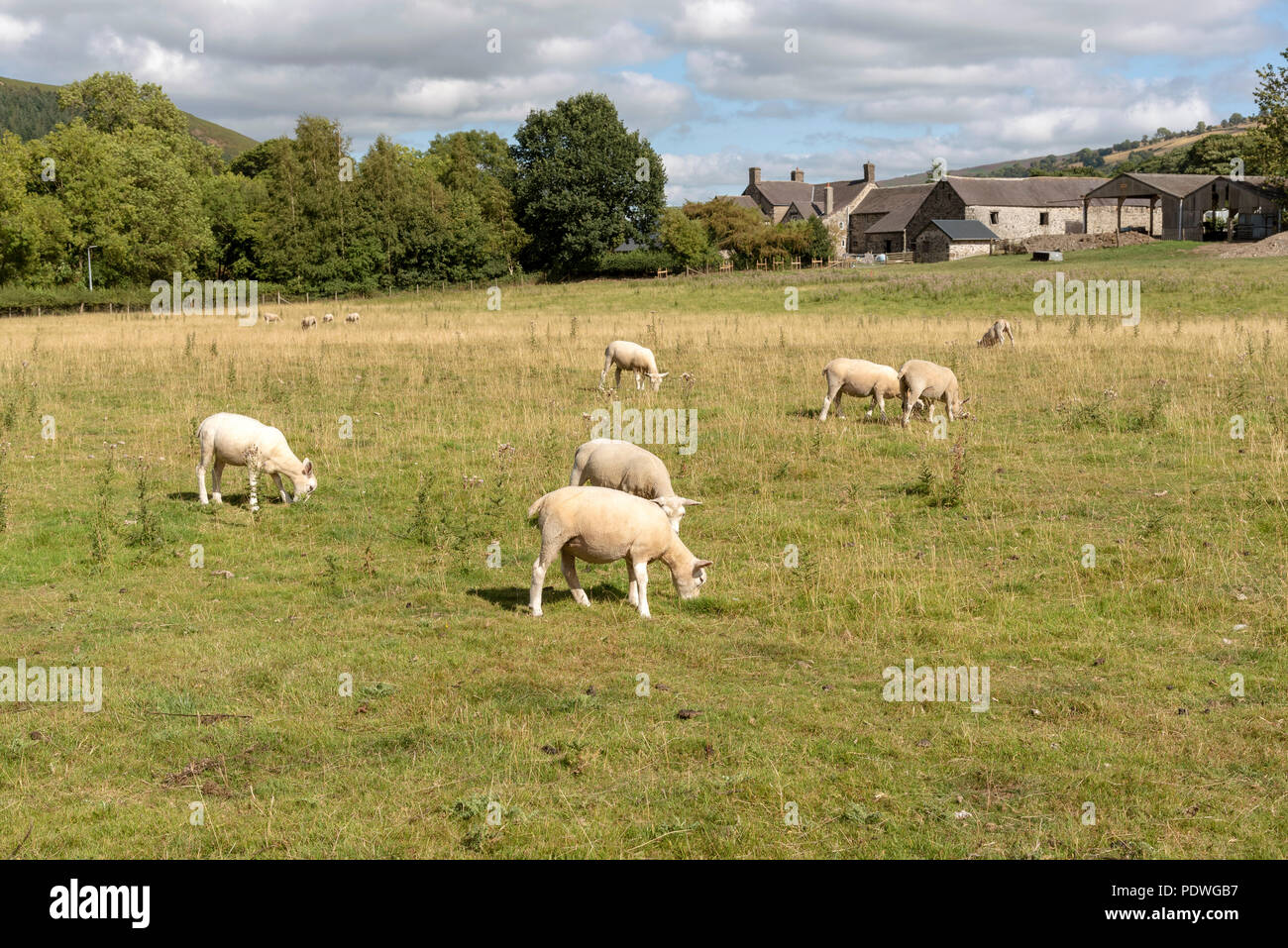 North wales sheep farming hi-res stock photography and images - Alamy