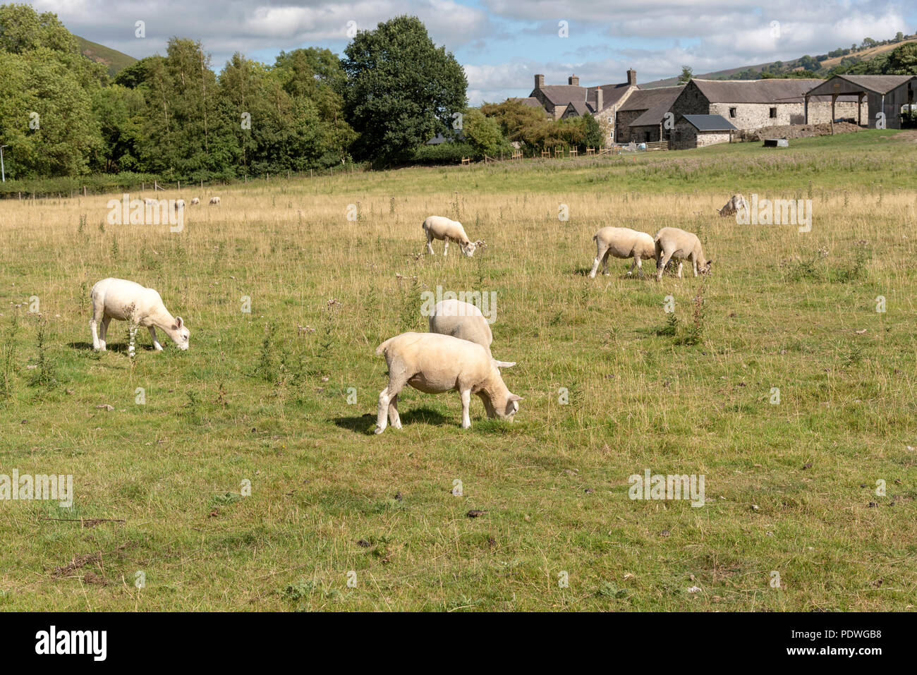 North wales sheep farming hi-res stock photography and images - Alamy