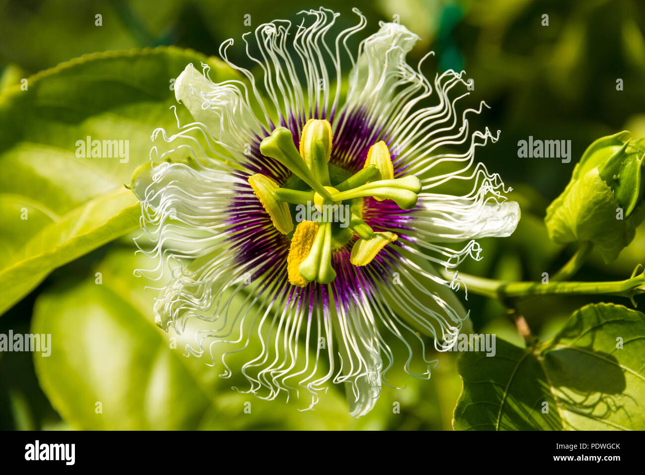 Overhead shot of a beautiful passion flower (Passiflora edulis) cultivated in a garden in Malaysia. The base of the flower is a rich purple with... Stock Photo