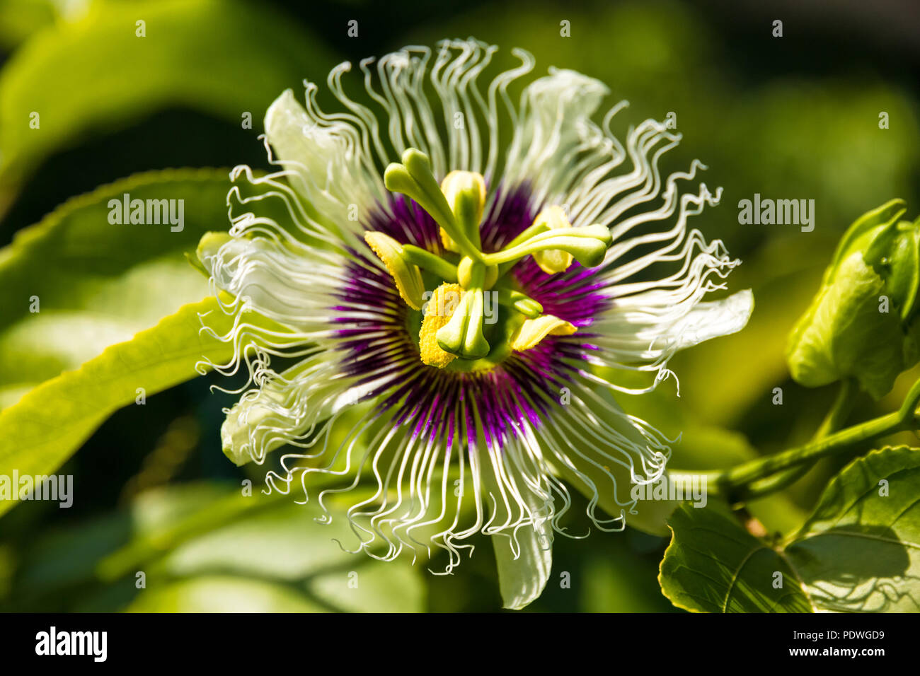 Close up of a beautiful passion flower (Passiflora edulis) cultivated in a garden in Malaysia. The base of the flower is a rich purple with 5 stamens. Stock Photo