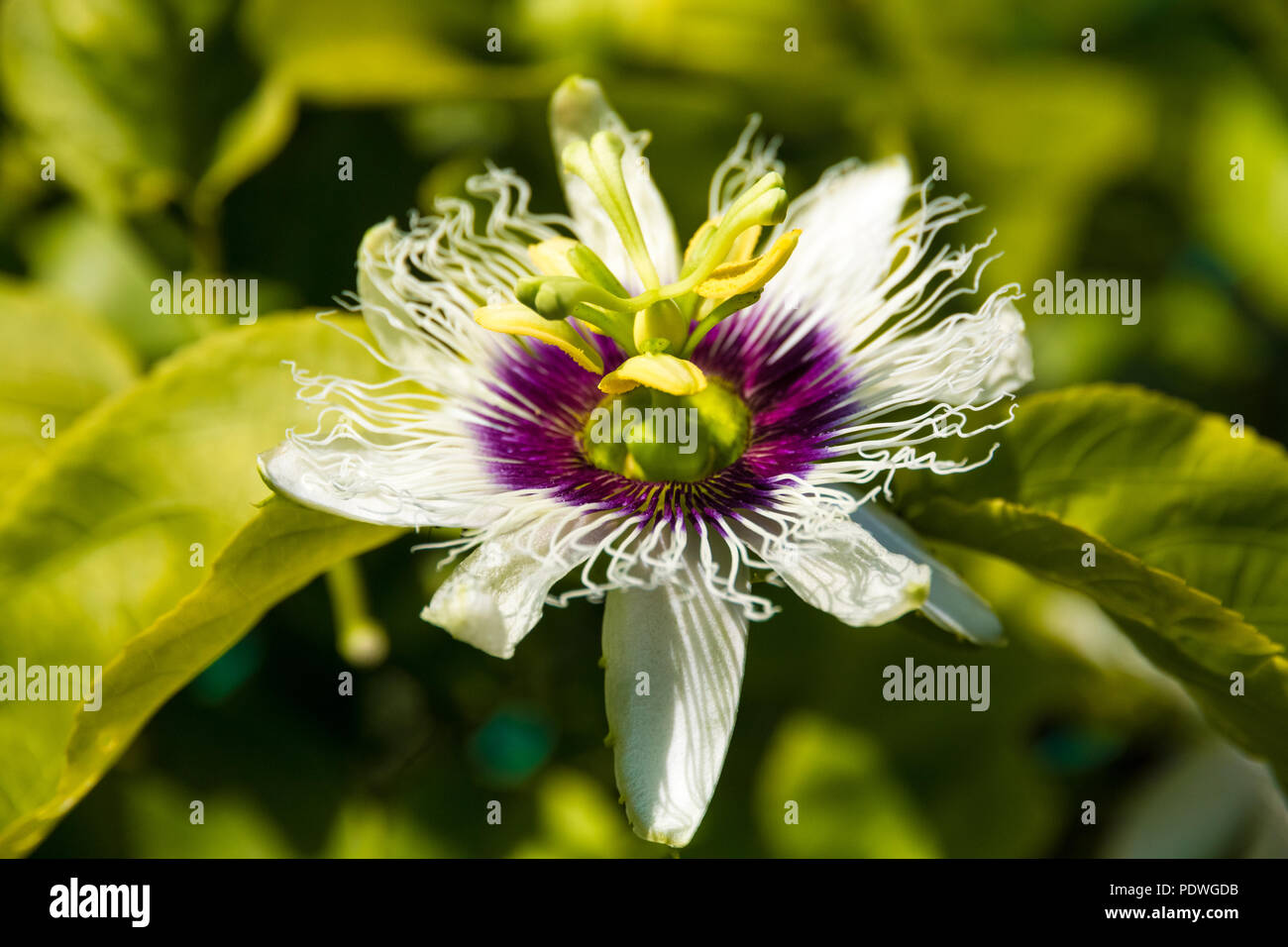 Nice close up shot of a beautiful white purple passion flower (Passiflora edulis) taken in Malaysia. It is cultivated commercially in tropical and... Stock Photo