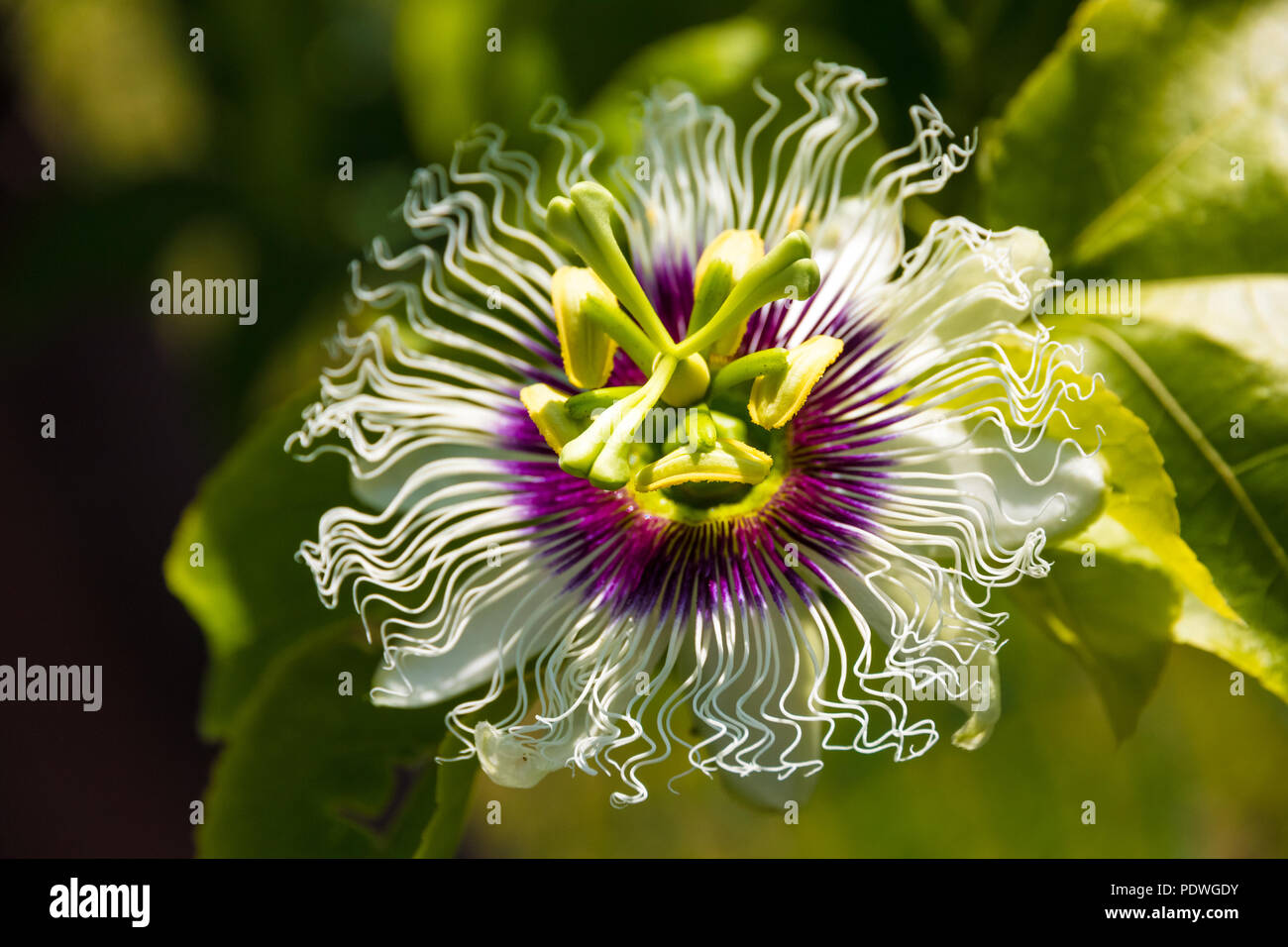 Great close up view of a gorgeous passion flower (Passiflora edulis) with a corona that is composed of thin, purple colored filaments that radiate... Stock Photo
