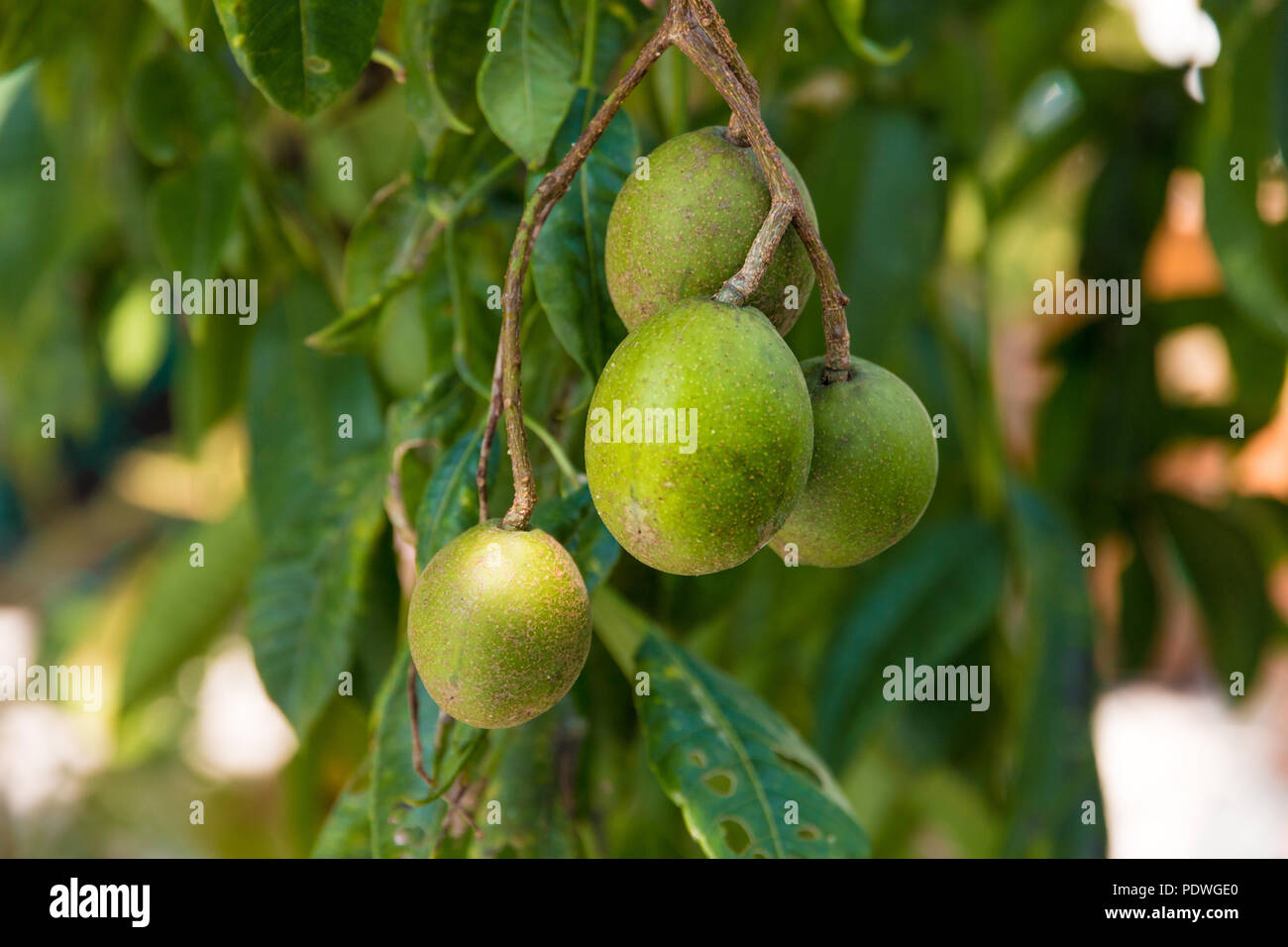 Spondias dulcis Tree Plant Ambarella June plum Fruit Tall 18/" From Thailand